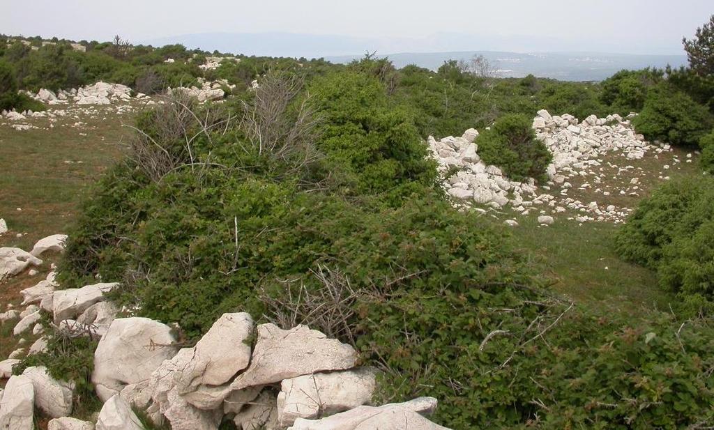 plasticità fenotipica tali da rendere alcune specie se non esclusive,