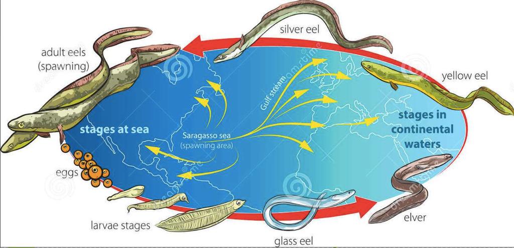 Variazioni tra individui: ciclo vitale Ciclo dell anguilla europea (Anguilla anguilla): dall uovo fecondato si passa allo zigote, che attraverso vari stadi larvali si trasforma in una piccola