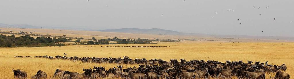 Le popolazioni In ecologia una popolazione è un gruppo di individui della stessa specie che vivono in una determinata area, in un determinato momento.