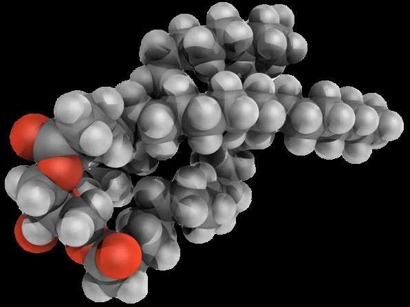 I costituenti organici essenziali negli