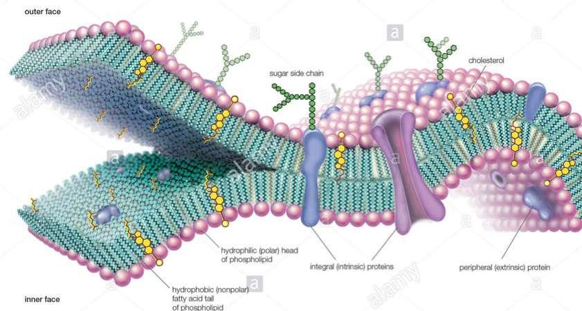 cellulari, stabilizzazione membrane,