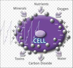 Apertura dei canali della membrana cellulare Catalisi dei processi di disintossicazione ed ossigenazione Riequilibrio del metabolismo cellulare Un importante terapia anti-aging deve