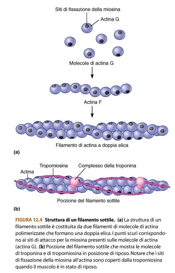 Actina: Doppia elica di G-actina, contiene i siti di legame per la miosina, che nel muscolo a riposo sono bloccati da PROTEINE REGOLATRICI.