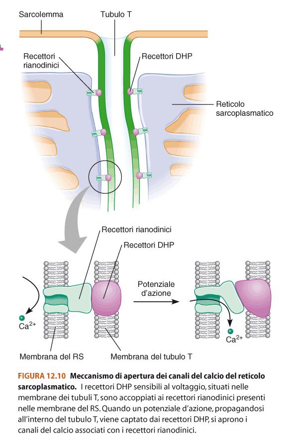 Il reticolo sarcoplasmatico avvolge Stanfield ogni Fisiologia singola Capitolo miofibrilla.