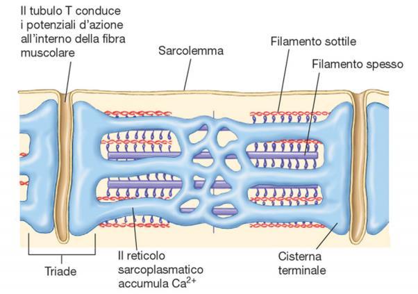 I tubuli T permettono ai potenziali d azione che originano sulla superficie cellulare a livello della giunzione neuromuscolare di passare velocemente all interno della