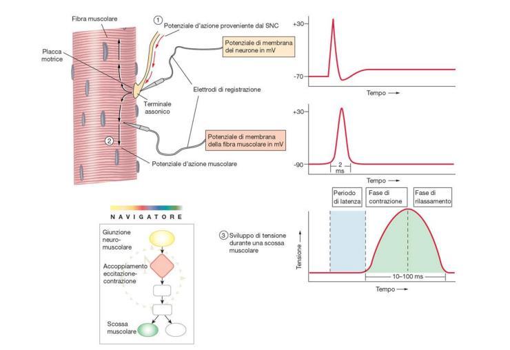 Potenziali d azione nel Stanfield terminale Fisiologia assonale, Capitolo 12 nella fibra muscolare e diagramma del fenomeno meccanico Il fenomeno contrattile innescato da un singolo potenziale d