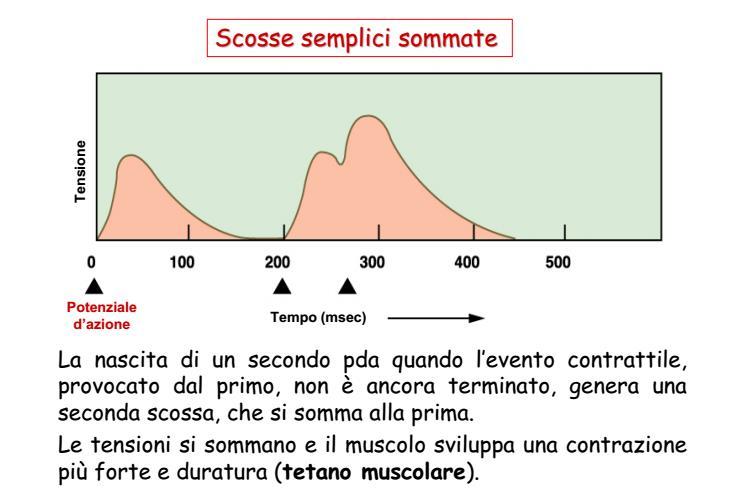 Fattori che influenzano la Stanfield forza sviluppata Fisiologia Capitolo da una 12 singola fibra