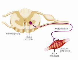 Sistema nervoso somatico: Organo effettore muscolo schelettrico Anatomia del sistema nervoso somatico I muscoli schelettrici sono sotto il controllo del sistema nervoso somatico.