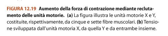 il suo controllo facendo variare il numero delle unità motorie in attività Reclutamento La tensione muscolare può