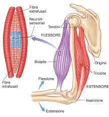 I Muscoli scheletrici sono uniti alle ossa in due punti, un origene ed un inserzione, da robuste strutture di tessuto connettivo chiamate tendini ovvero strutture simili a corde formate