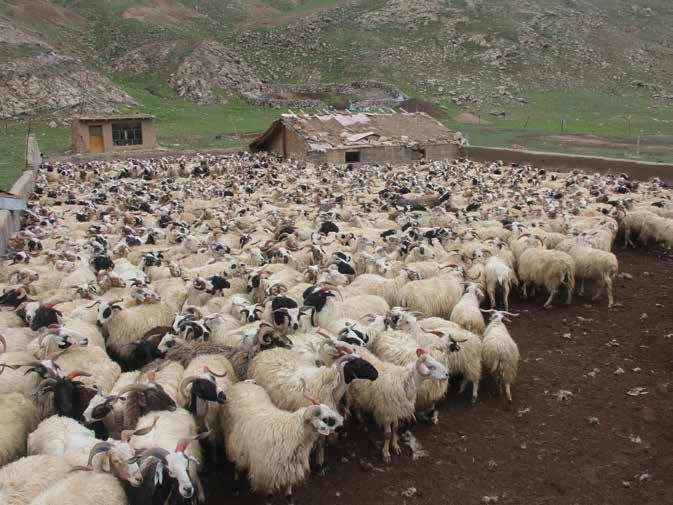 Cina - Provincia del Qinghai Schede di approfondimento dei progetti in corso nel 2019 26 selezionate le famiglie dei villaggi di Shangmazhu e Xiamarzhu.