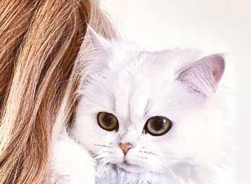 abbandono e al randagismo (70 mila infatti è il numero di discendenti che un gatto può generare in soli 6 anni e altrettanti potenziali randagi che una sterilizzazione potrebbe evitare).