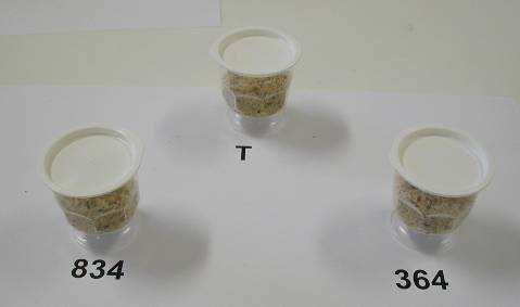 Duo-trio test 2008 2009 raccolta cimiciate vs sane ns ns 8 mesi cimiciate vs sane ns ns 12 mesi cimiciate cella vs