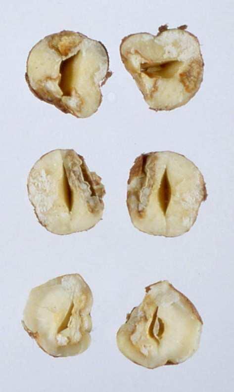 Cimiciato = complesso di alterazioni visibili sul seme sotto forma di macchie superficiali, di colore da biancastro a bruno, circondate da alone più scuro e di consistenza