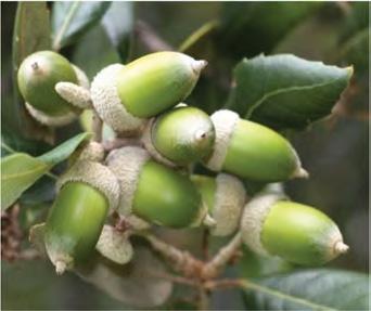 Immagini di Quercus Ilex (Leccio) e dei sui frutti Inoltre, entro la porzione più esterna di 2 m della fascia di mitigazione, è prevista la messa a