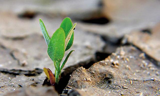 Il Biologo nel settore ambientale A cura del Dr.