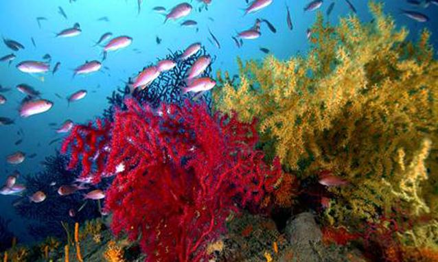 Il Biologo marino A cura della Prof.ssa Francesca Rossella Trischitta Il biologo marino rappresenta una figura professione di notevole interesse per la gestione di molteplici attività legate al mare.