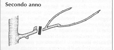 brindillo di melo o pero speronatura delle branchette fruttifere di melo e pero che