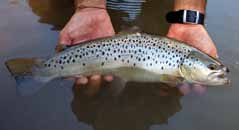 Trota di Lago Corpo tozzo, a forma cilindrica, più robusto in età adulta; testa grande, bocca ampia che arriva fin dietro gli occhi. Ha pinne adipose.