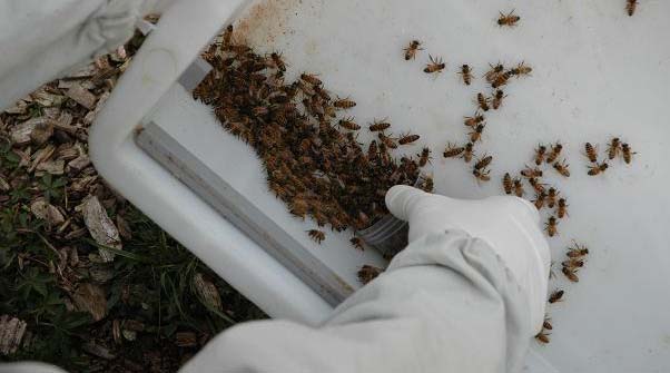 Sono adatti come recipienti per il prelievo di campioni barattoli con chiusura a vite da 100 ml (contenenti circa 50 g api; sono necessari almeno 30 g, 10 g corrispondono a 100 api).