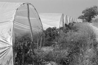 26 AGRICOLTURA DOCUMENTI Non è più richiesta, infatti, dal D.