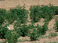 Coltivazione A maggio 2006 è stato allestito un piccolo campo sperimentale trapiantando 2000 piantine da talea e 1500 da vitro, con un sesto d impianto di 50 cm tra le file e 75 cm sulla fila (Foto