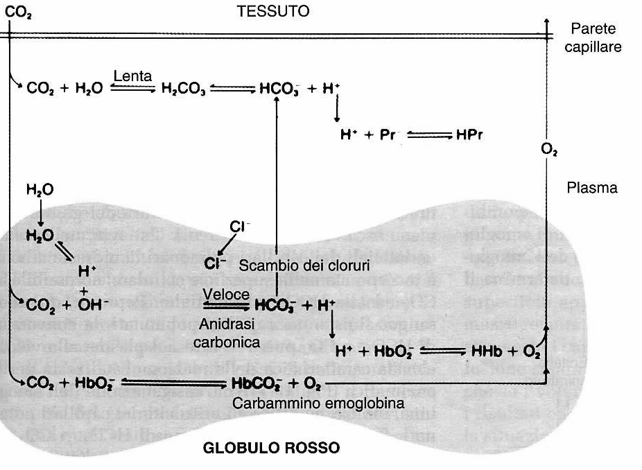 1.4. CA e scambi gassosi citoplasmatica mantiene l equilibrio chimico tra HCO 3 - e CO 2 nell ICF, questo impedisce che la reazione di disidratazione diventi limitante e permette al trasporto di