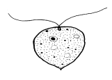 Cercobodo Protozoo biflagellato di piccole dimensioni (10-15 µm), dal corpo generalmente piriforme. I flagelli sono di uguale lunghezza.