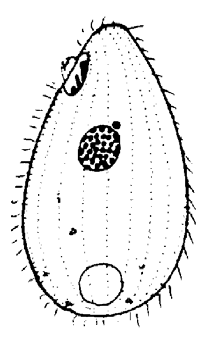 Paramecium caudatum Lunghezza 180-300 µm; forma di siluro, corpo a sezione circolare; è leggermente affusolato all'estremità posteriore in cui si osserva un ciuffo di lunghe ciglia.
