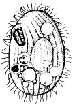 Glaucoma Ciliato di forma ovoidale od ellissoidale, leggermente compresso, con ciliatura uniforme, citostoma disposto trasversalmen te nella parte laterale del corpo. Lunghezza: 40-80 µm.