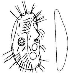 vati (poco visibili alla normale osservazione microscopica in campo chiaro). Abbastanza comune nel fango attivo dove spesso è anche numeroso. Si nutre di piccoli flagellati e di batteri dispersi.