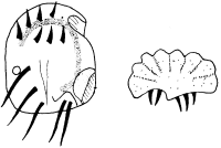 Una sola specie è presente nei fanghi attivi (T. minuta ), spesso associata a Chilodonella.