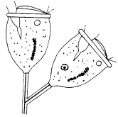 Zoothamnium Peritrichi coloniali che si differenziano da Carchesium per avere i mionemi dei peduncoli uniti tra loro.