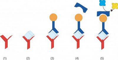 I test ELISA sandwich utilizzano prevalentemente la rivelazione diretta (Figura 4): l antigene di interesse presente nell estratto del campione viene catturato da uno specifico anticorpo legato in