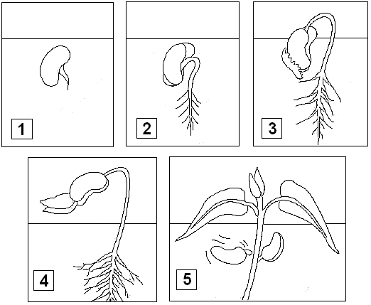 Descrivi le fasi della germinazione del seme di fagiolo, mettendo accanto a ciascuna spiegazione il numero dell illustrazione che descrive.