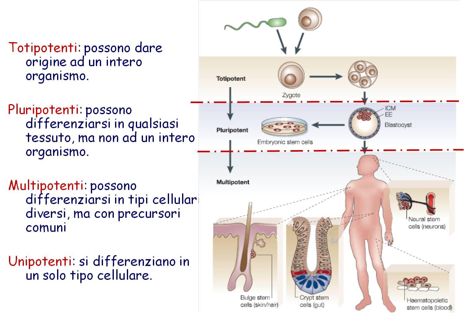 compiere una divisione asimmetrica, cioè di generare due cellule figlie diverse tra loro.