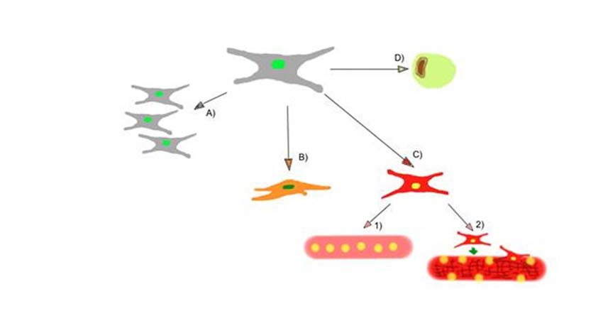 Le SC hanno la capacità di generare i precursori delle cellule muscolari (i mioblasti, appunto) che possono proliferare e seguire due destini differenti: 1-fondersi a miofibre esistenti formando