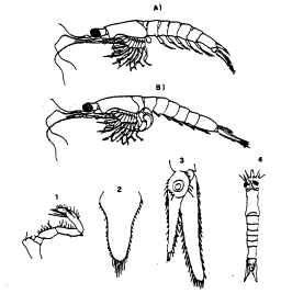 13: endopodite; 14: esopodite; 15: segmenti toracici; 16: processo dorsale. Figura 2.: Principali caratteristiche morfologiche utili all identificazione di Mysidopsis bahia.