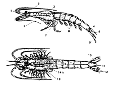 1 2 3 6 7 8 9 4 5 10 14a 13 11 12 Figura 3: Femmina adulta di M. bahia con uova in sviluppo negli ovidotti (modificata da Lussier et al., 1987).