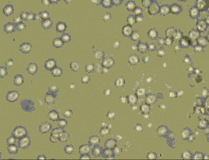 primaria e realmente efficace al contagio di malattie Figura 4 - Studio di una biotecnologia