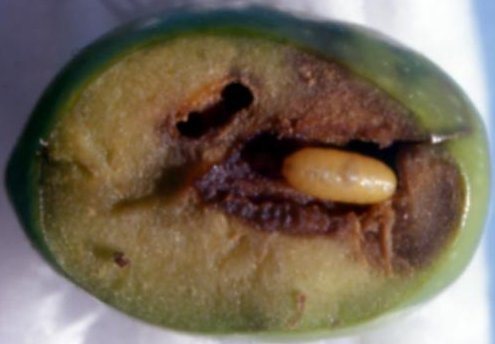 Pupario (Fig. 4) Lungo mm 3,5-4,5, di colore giallo-rossastro variabile fino al cremeo.