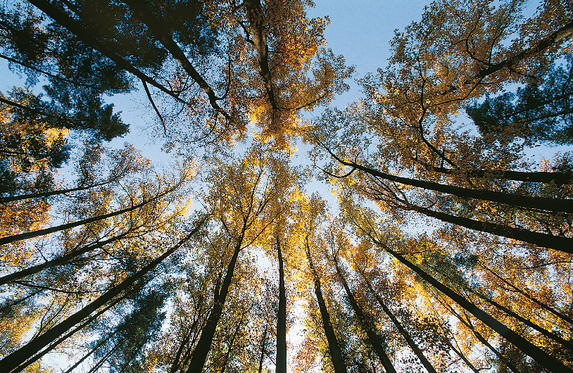 14 In quali Paesi si trovano le foreste o le aziende certificate PEFC? I membri del Consiglio del PEFC includono più di 30 schemi nazionali indipendenti di certificazione forestale.