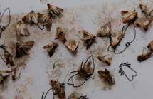 imballi INSETTI VOLANTI: MOSCHE FARFALLE mosche farfalle Corpi
