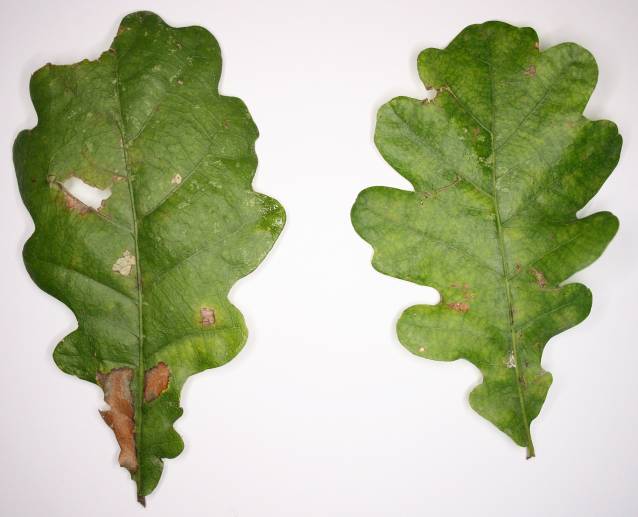 ALLEGATO 1 LE SPECIE ARBOREE PIU RAPPRESENTATIVE DEL PARCO AGRICOLO SUD MILANO Farnia (Quercus robur) Famiglia Fagaceae È una delle specie più significative di questo territorio; le antiche foreste