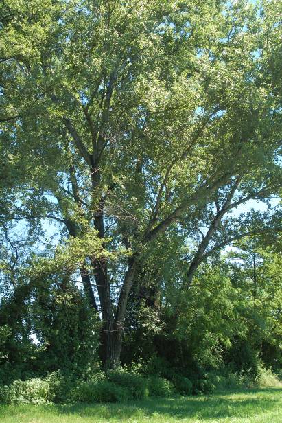 Genere POPULUS Famiglia Salicaceae Populus è un genere di piante arboree della famiglia Salicaceae che comprende specie comunemente note come pioppi, originarie dell'emisfero settentrionale.