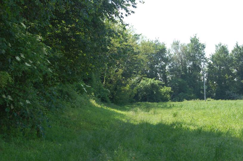 ALLEGATO 2 ALCUNE SIEPI SIGNFICATIVE CENSITE NEL PARCO AGRICOLO SUD MILANO Comune: Rodano ID: F1164 Sviluppo lineare