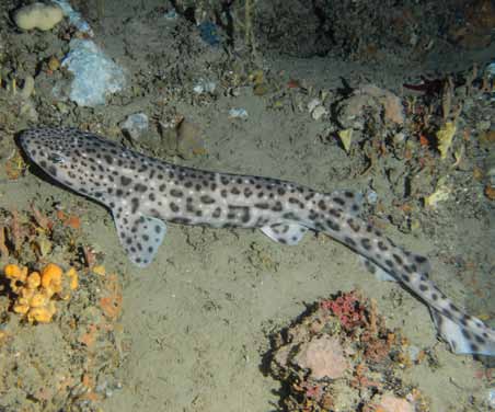 18 LISTA ROSSA DEI VERTEBRATI ITALIANI Gattopardo, Scyliorhinus stellaris, Carente di Dati (DD), S. Canese 2.