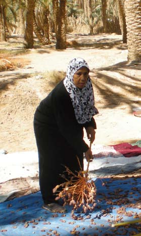 Fatma Said Ejkhuri Un oasi deve intendersi come una realizzazione artificiale dovuta alla perfetta sapienza ambientale dell uomo che lì si ferma: l aridità del deserto viene interrotta da situazioni