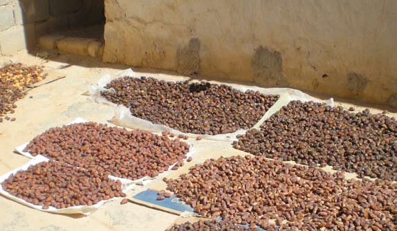 LA RACCOLTA E LA SELEZIONE DEI DATTERI Per salire sulla palma, che con il passare degli anni raggiunge anche un altezza elevata, i raccoglitori usano la tecnica più semplice: solo piedi e mani.