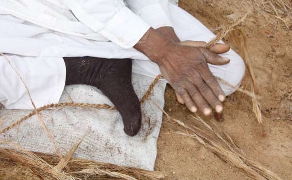 La fibra (tegumento) che avvolge i tronchi, incredibilmente resistente, serve per fabbricare corde e l imbragatura di cui si avvalgono i raccoglitori per salire sulle palme.